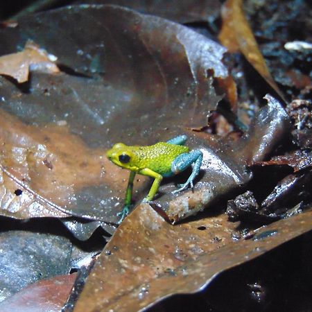 Hacienda Mil Bellezas - Private 40Ha Jungle Reserve 케포스 외부 사진